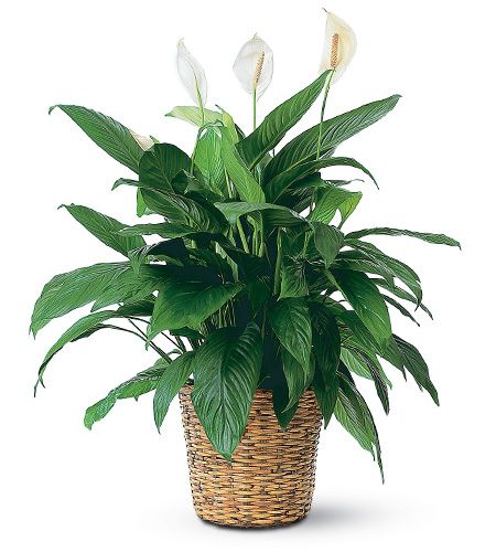 Large peace lily