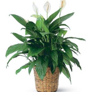Large peace lily