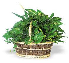Dish garden in basket